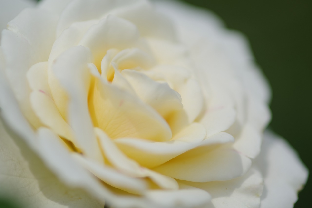 栃木県足利市のあしかがフラワーパークの花々