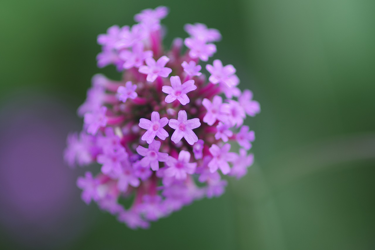 栃木県足利市のあしかがフラワーパークの花々