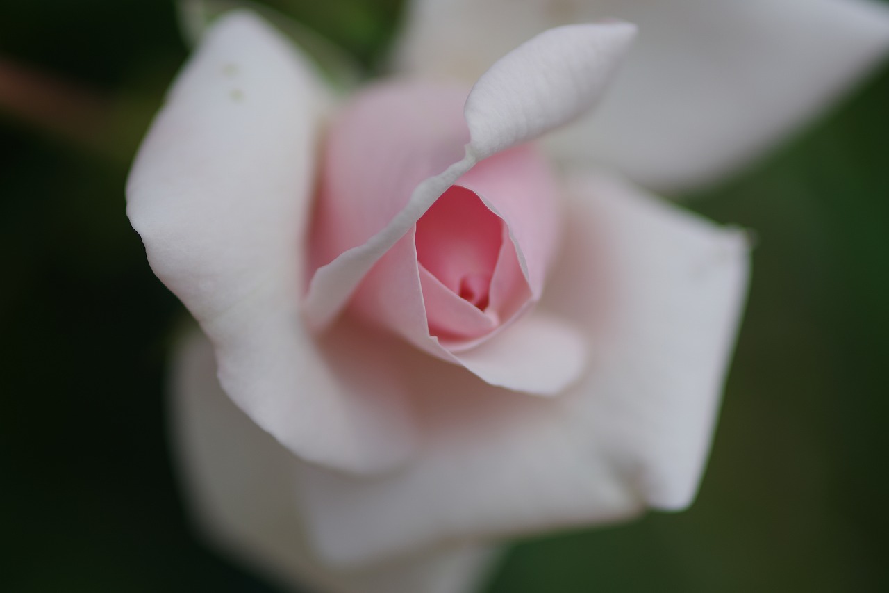 栃木県足利市のあしかがフラワーパークの花々