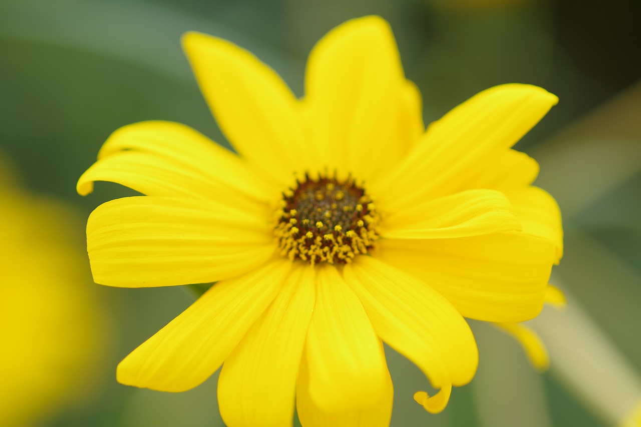 栃木県足利市のあしかがフラワーパークの花々