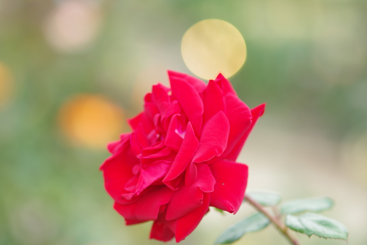 栃木県足利市のあしかがフラワーパークの花々