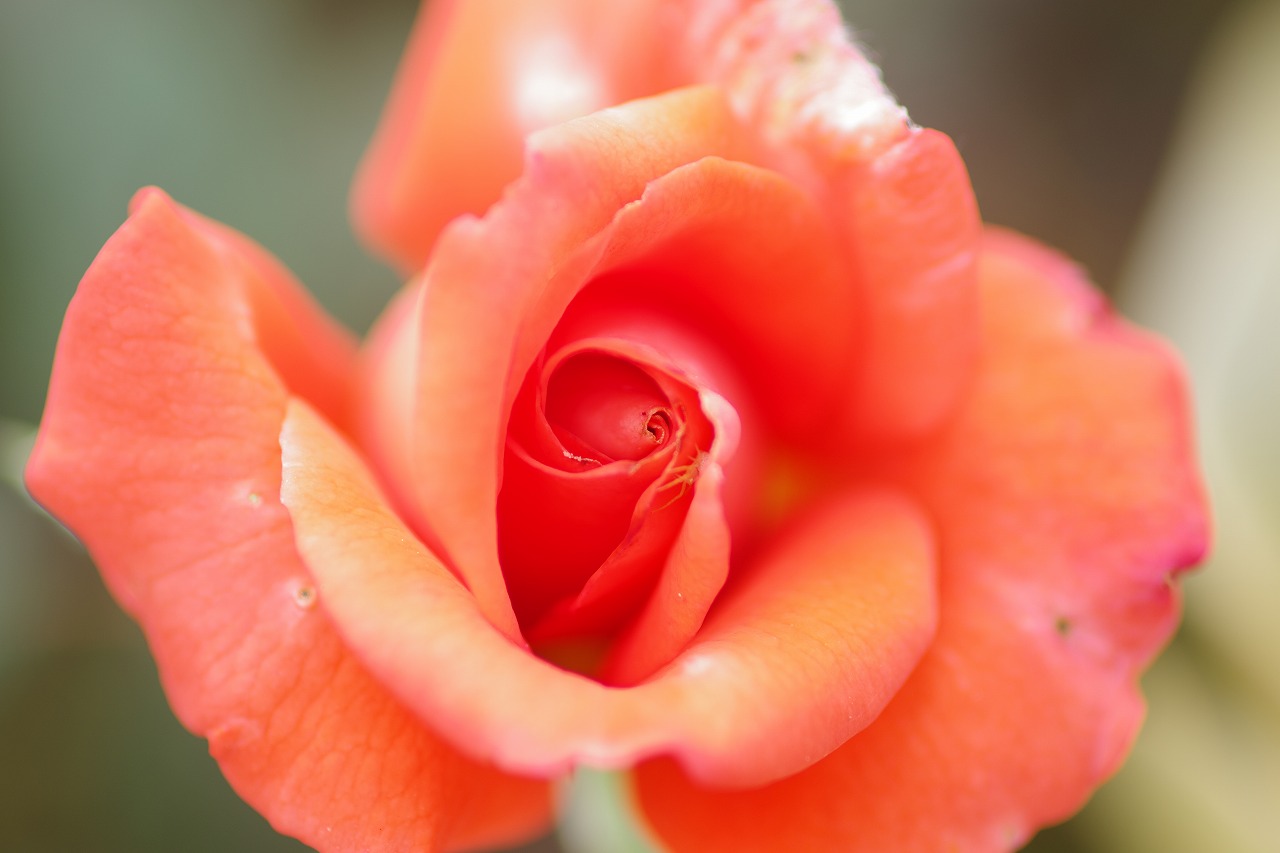 栃木県足利市のあしかがフラワーパークの花々