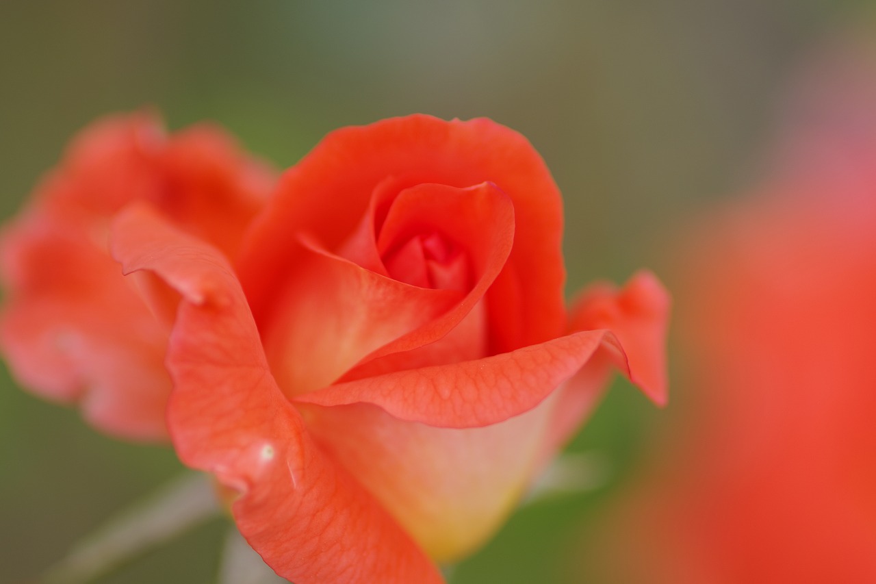 栃木県足利市のあしかがフラワーパークの花々