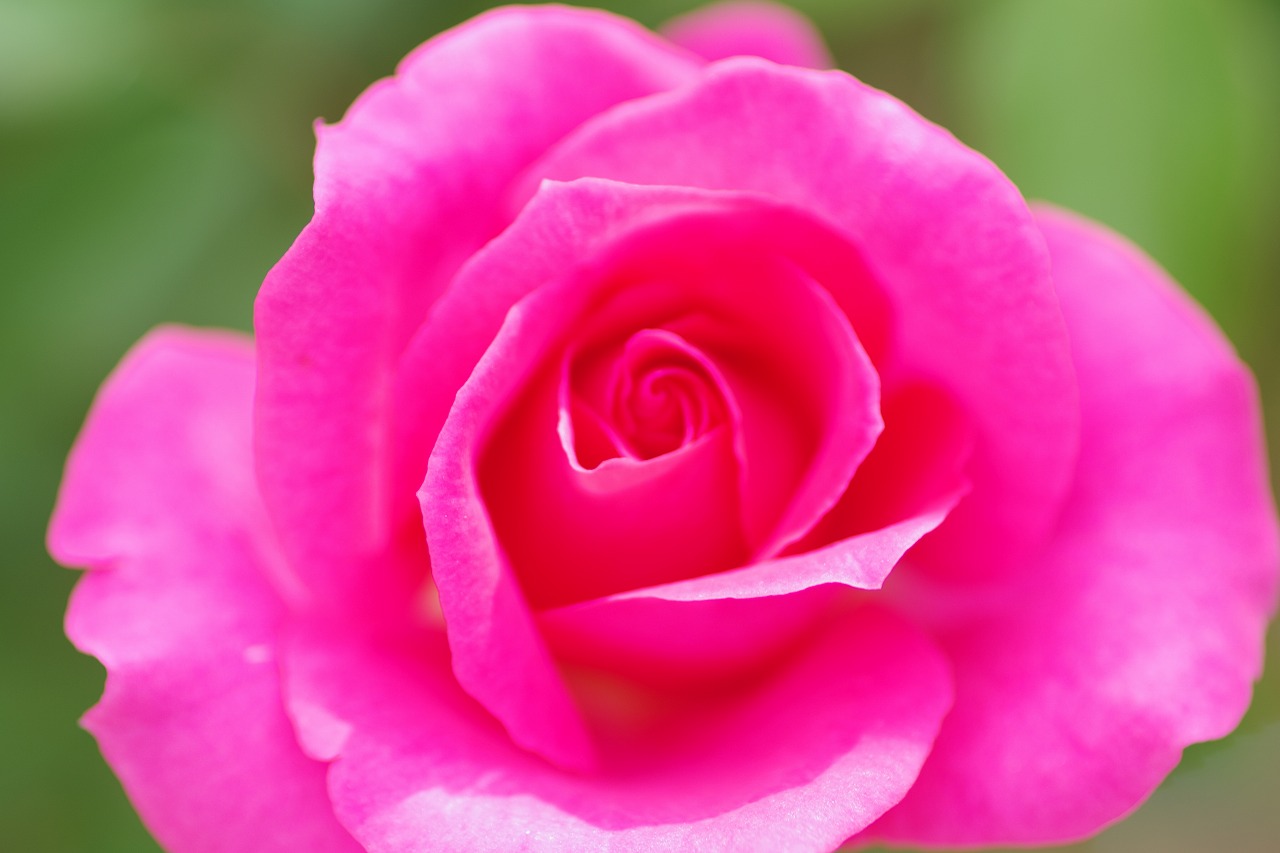 栃木県足利市のあしかがフラワーパークの花々