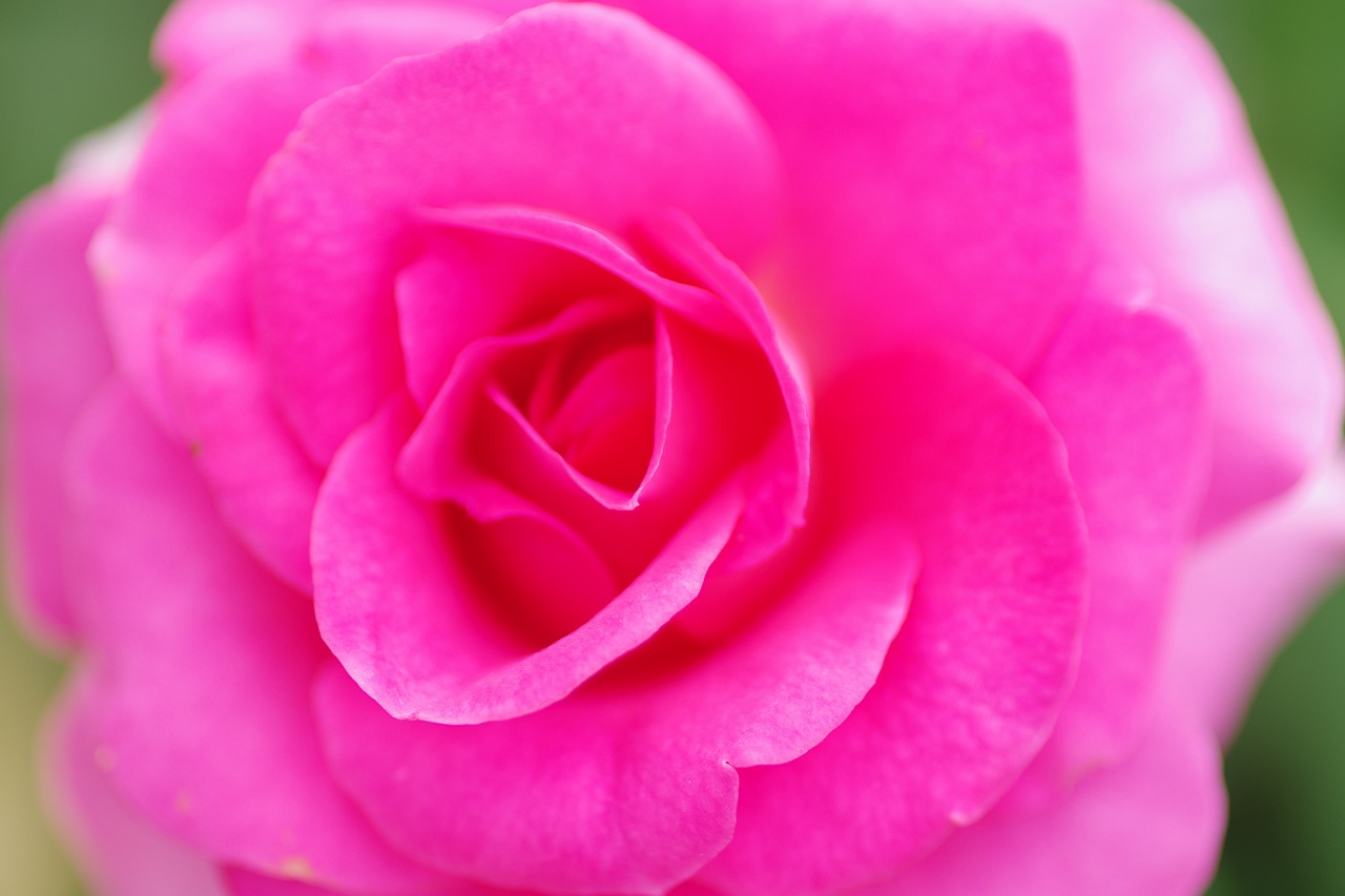 栃木県足利市のあしかがフラワーパークの花々