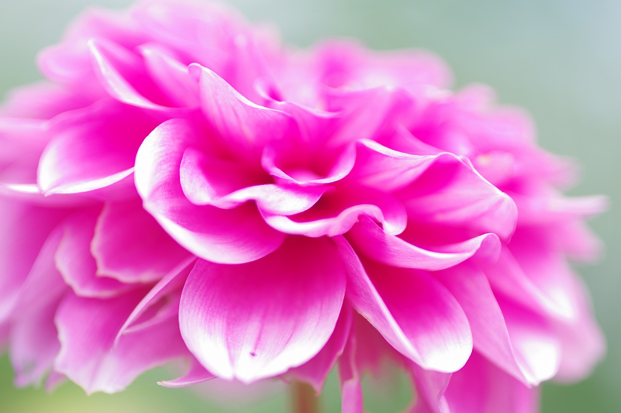 栃木県足利市のあしかがフラワーパークの花々