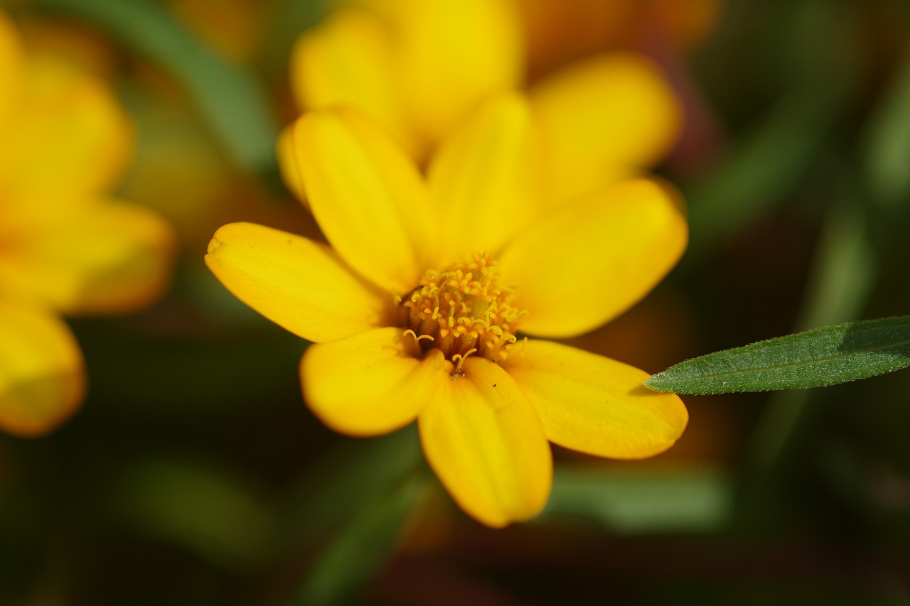 栃木県足利市のあしかがフラワーパークの花々
