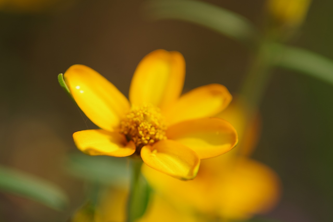 栃木県足利市のあしかがフラワーパークの花々