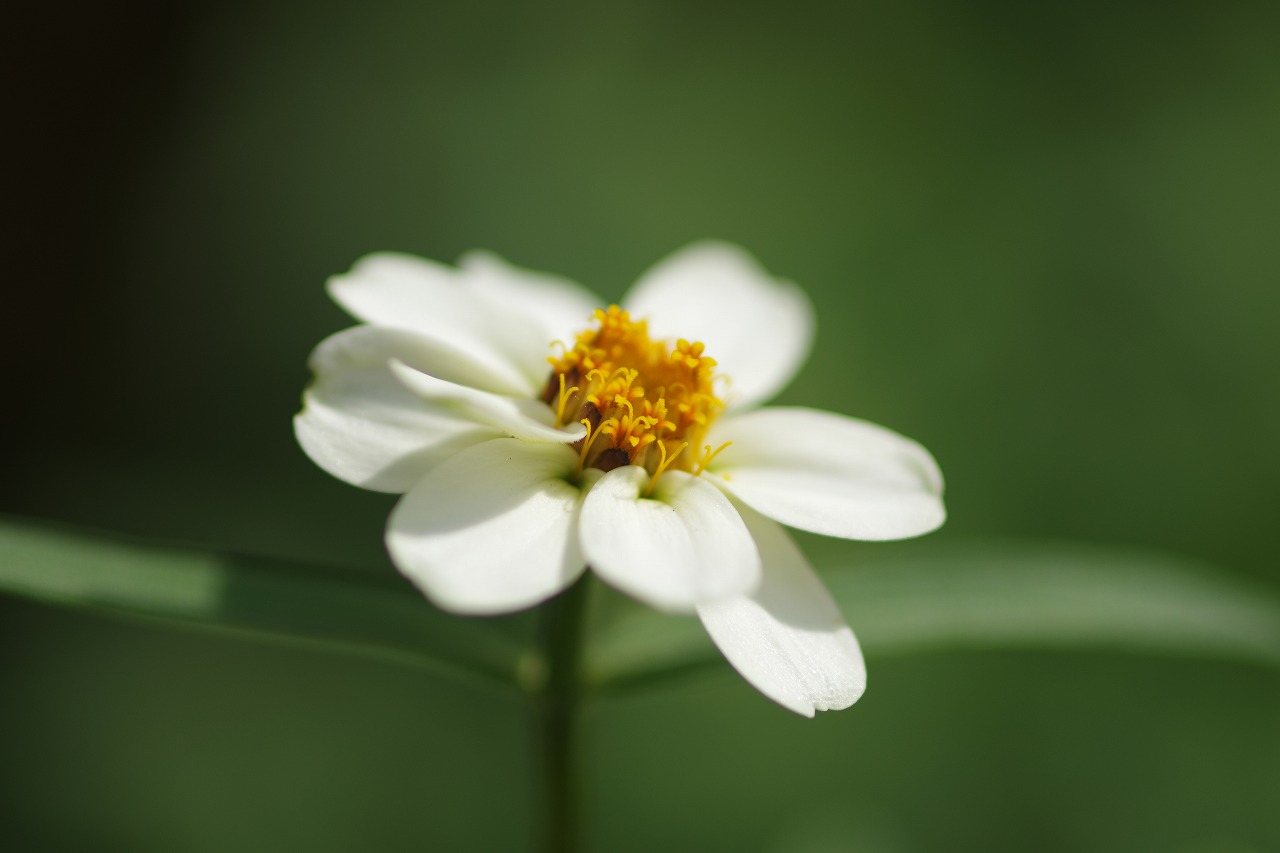 栃木県足利市のあしかがフラワーパークの花々