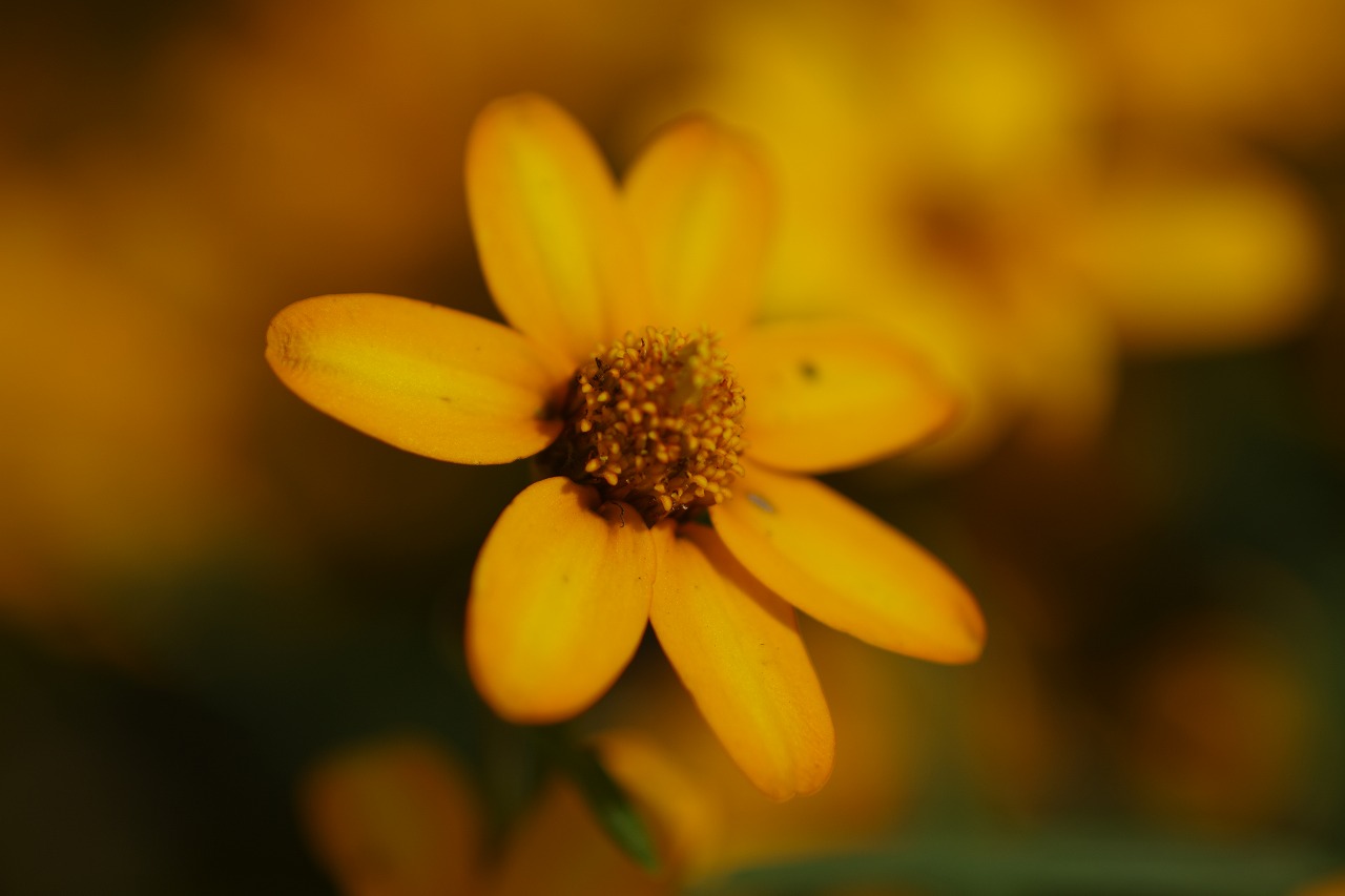 栃木県足利市のあしかがフラワーパークの花々