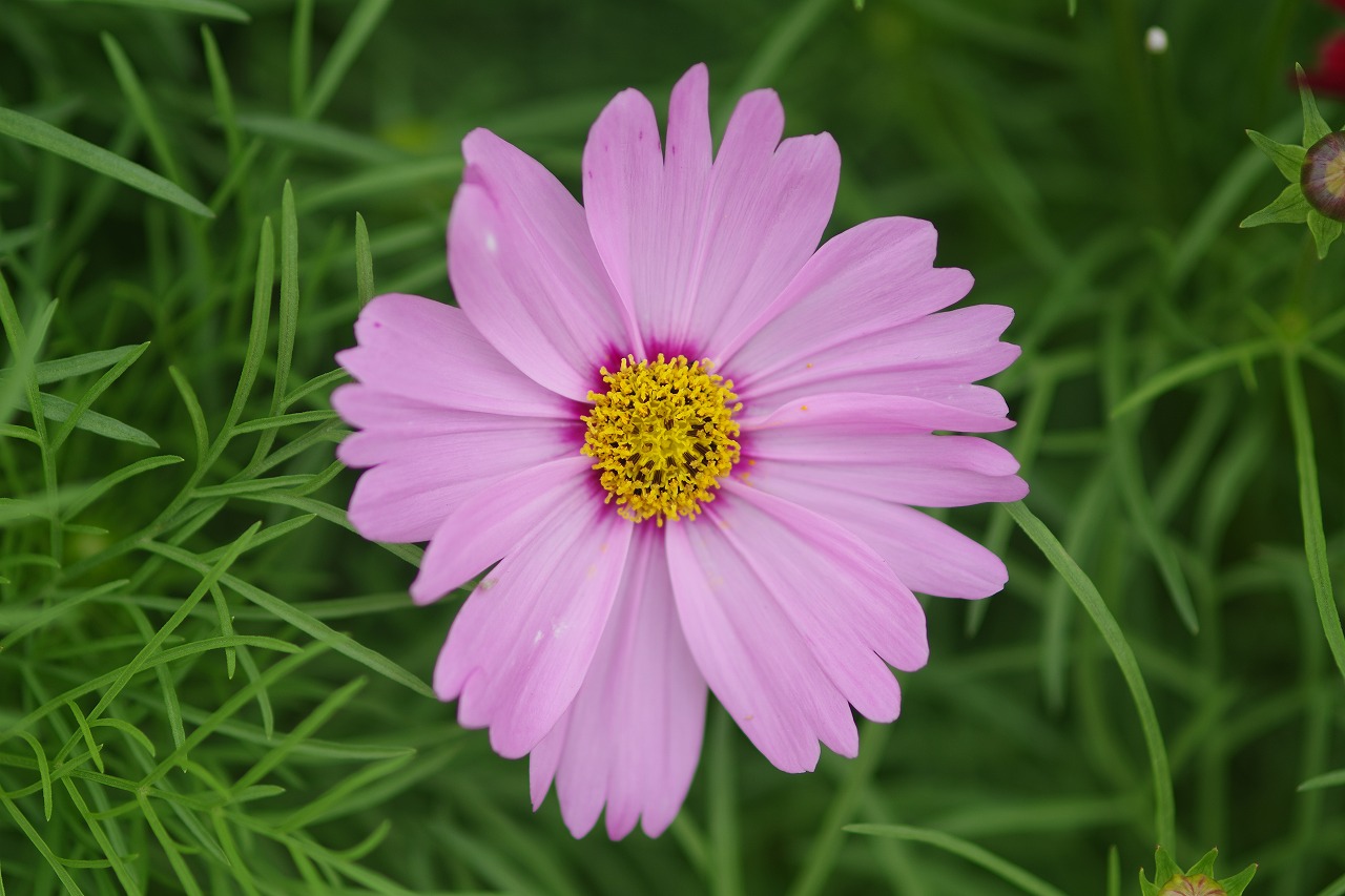 栃木県足利市のあしかがフラワーパークの花々