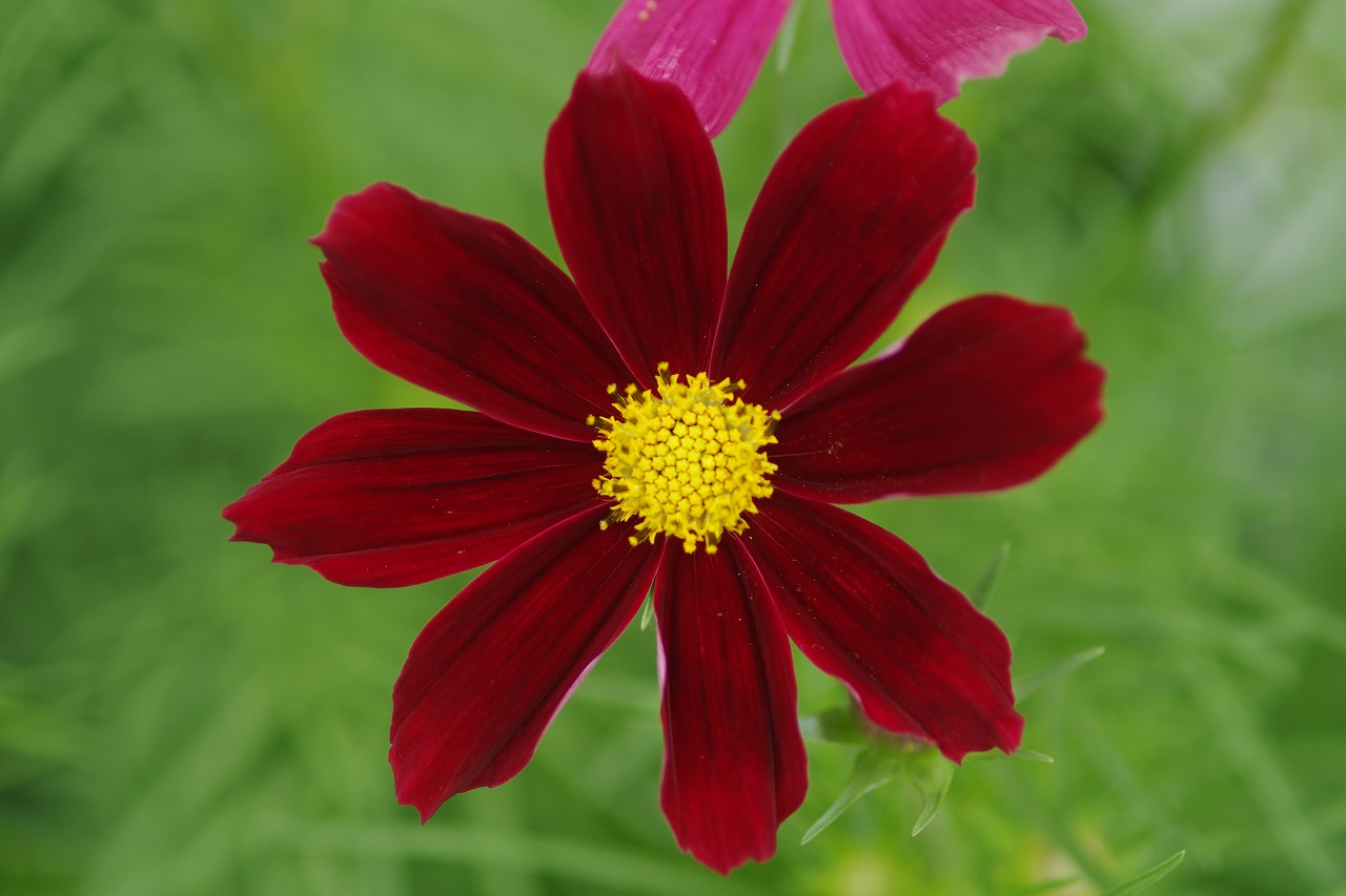 栃木県足利市のあしかがフラワーパークの花々