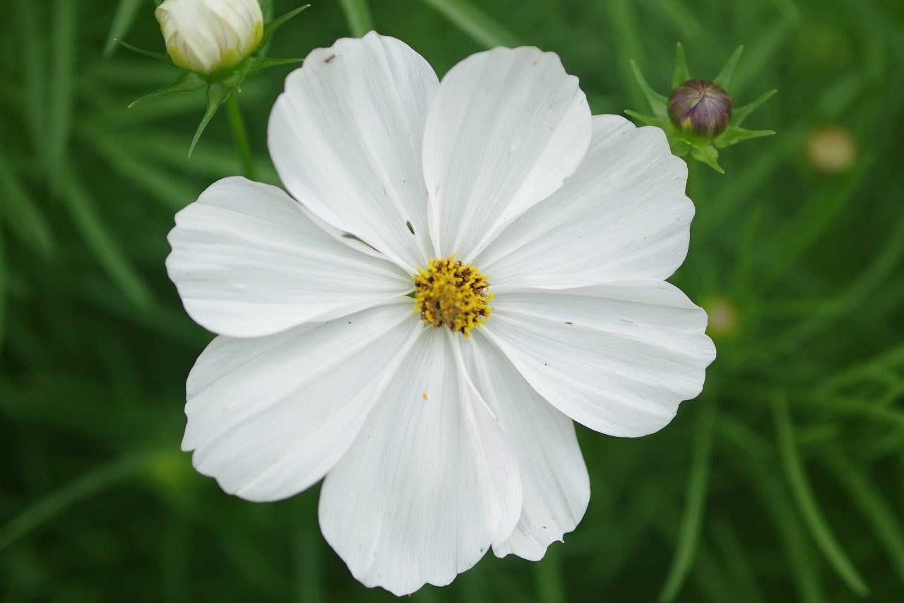 栃木県足利市のあしかがフラワーパークの花々