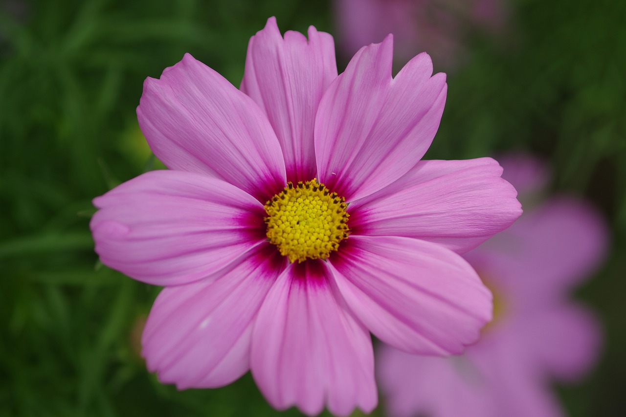 栃木県足利市のあしかがフラワーパークの花々