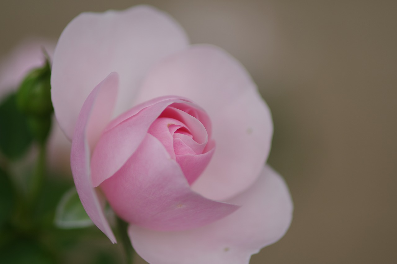 栃木県足利市のあしかがフラワーパークの花々
