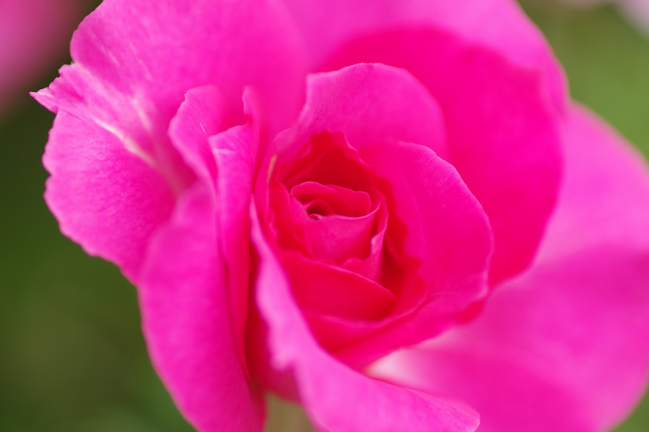 栃木県足利市のあしかがフラワーパークの花々