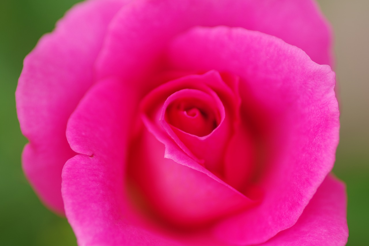 栃木県足利市のあしかがフラワーパークの花々