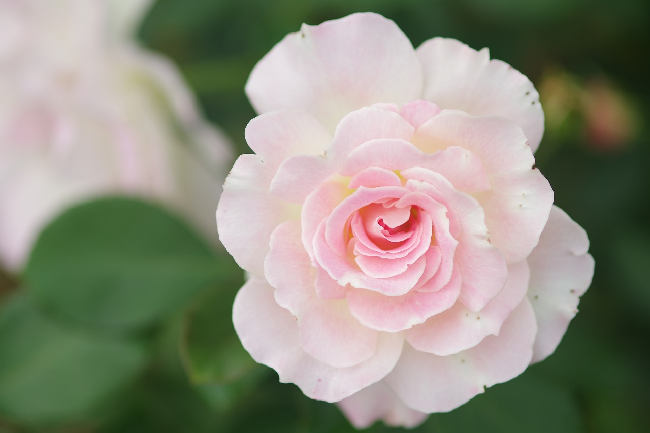 栃木県足利市のあしかがフラワーパーク