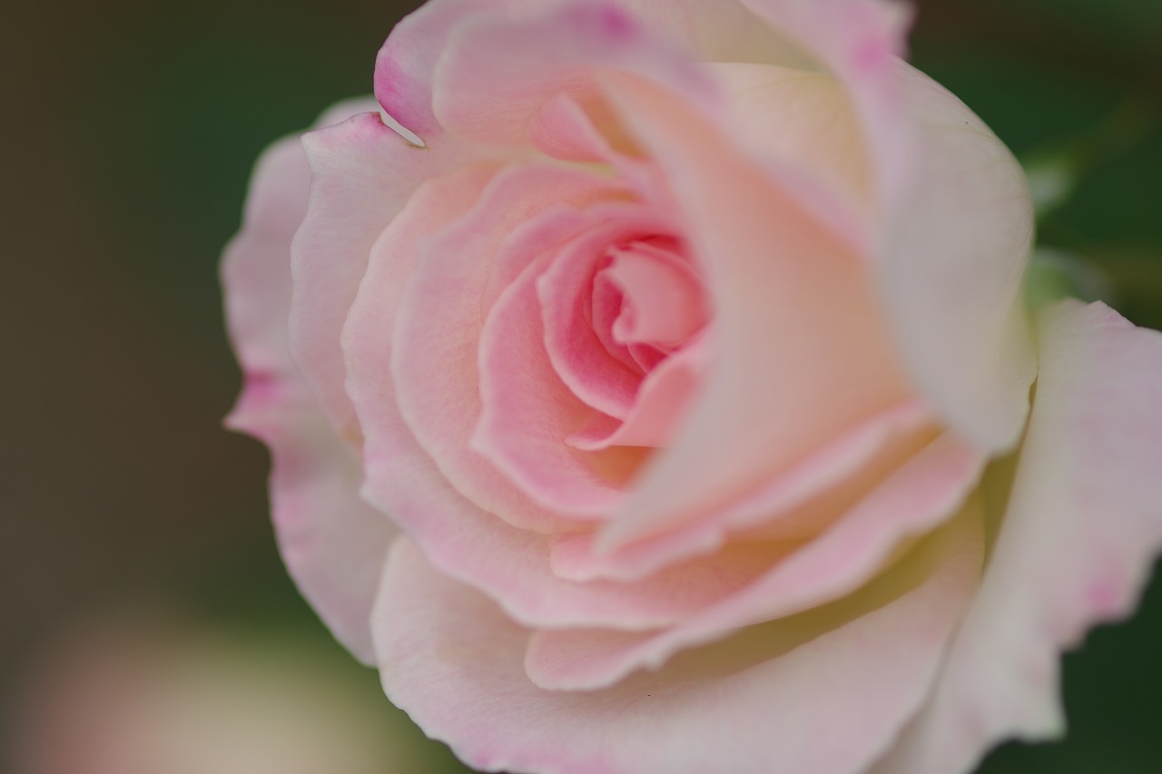 栃木県足利市のあしかがフラワーパーク