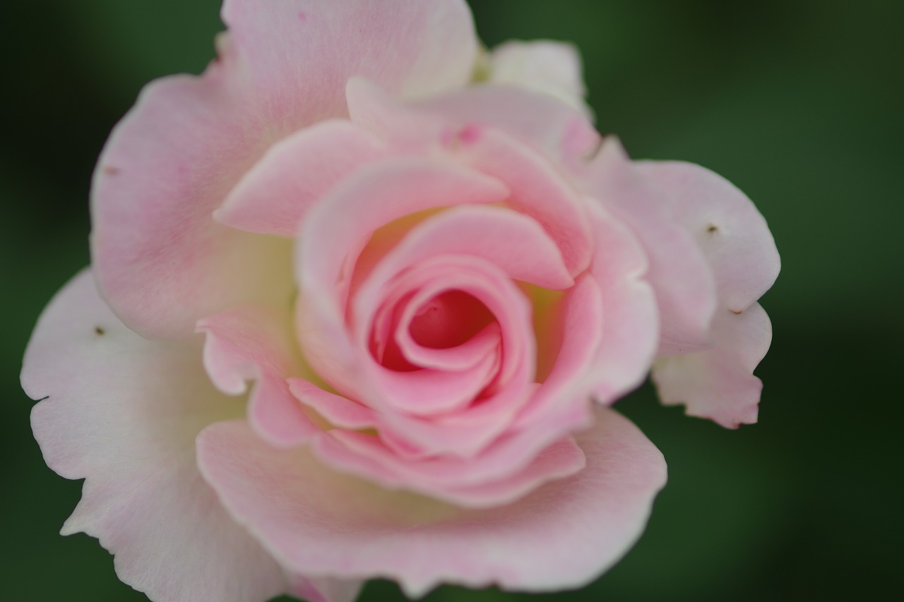 栃木県足利市のあしかがフラワーパーク