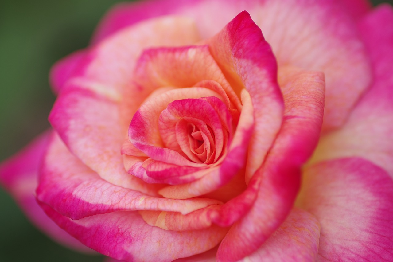 栃木県足利市のあしかがフラワーパーク