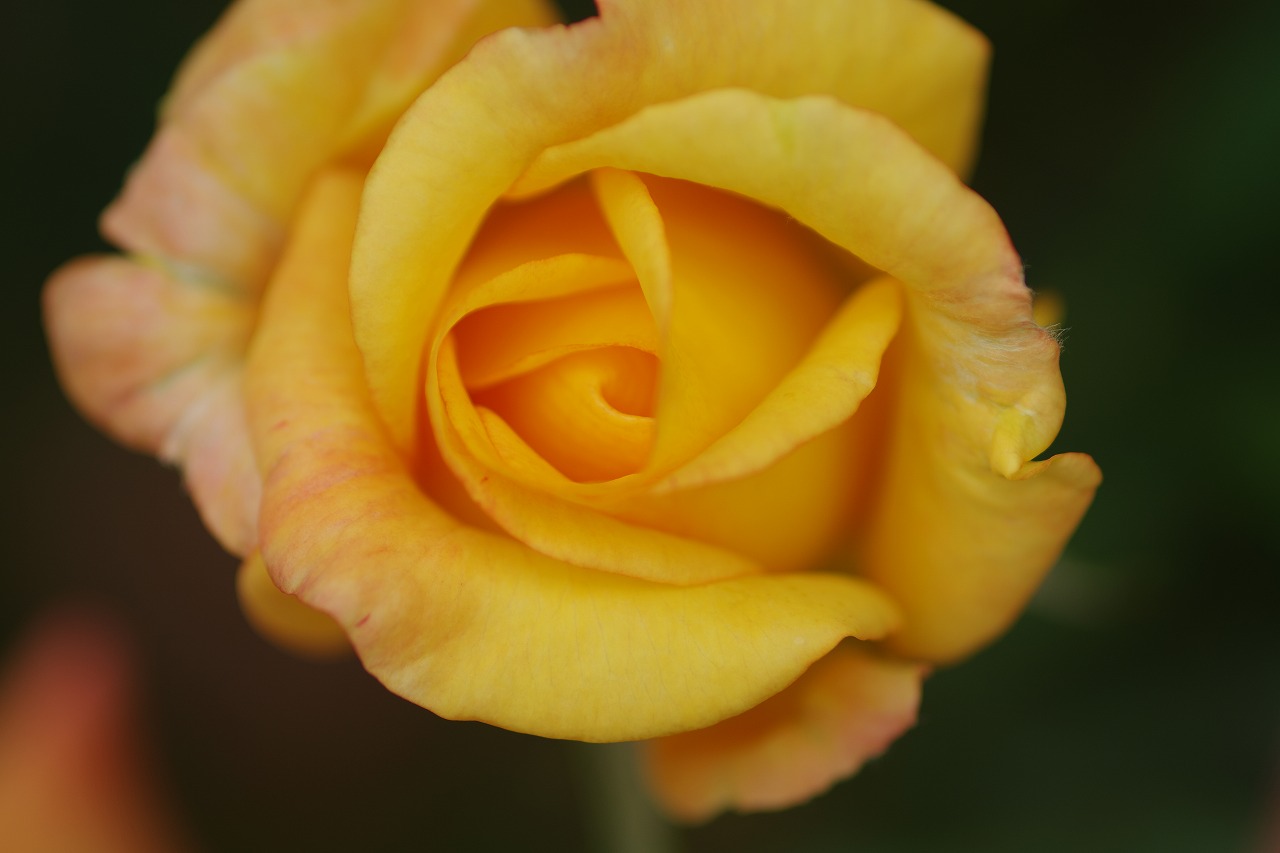 栃木県足利市のあしかがフラワーパーク