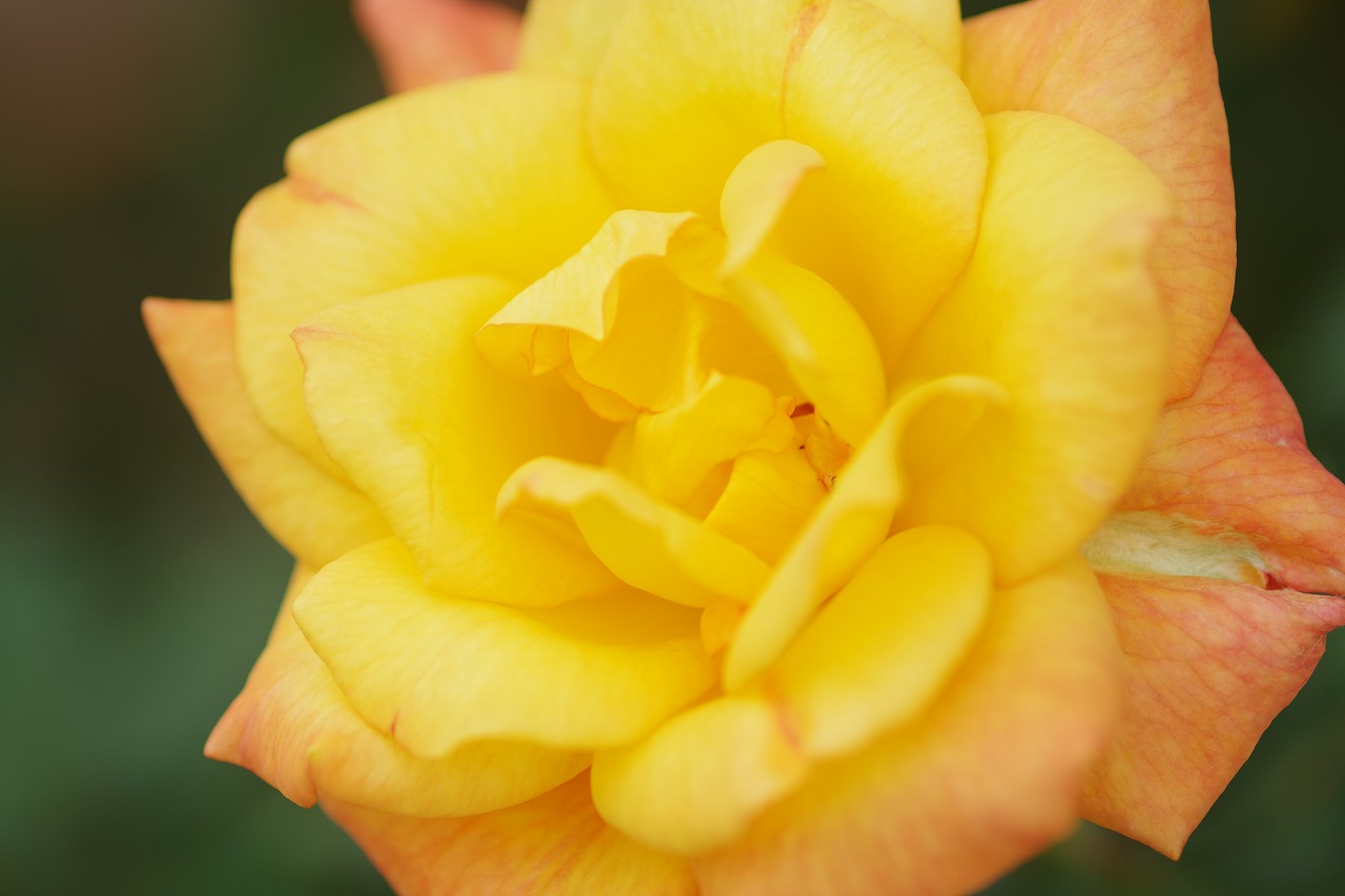 栃木県足利市のあしかがフラワーパーク