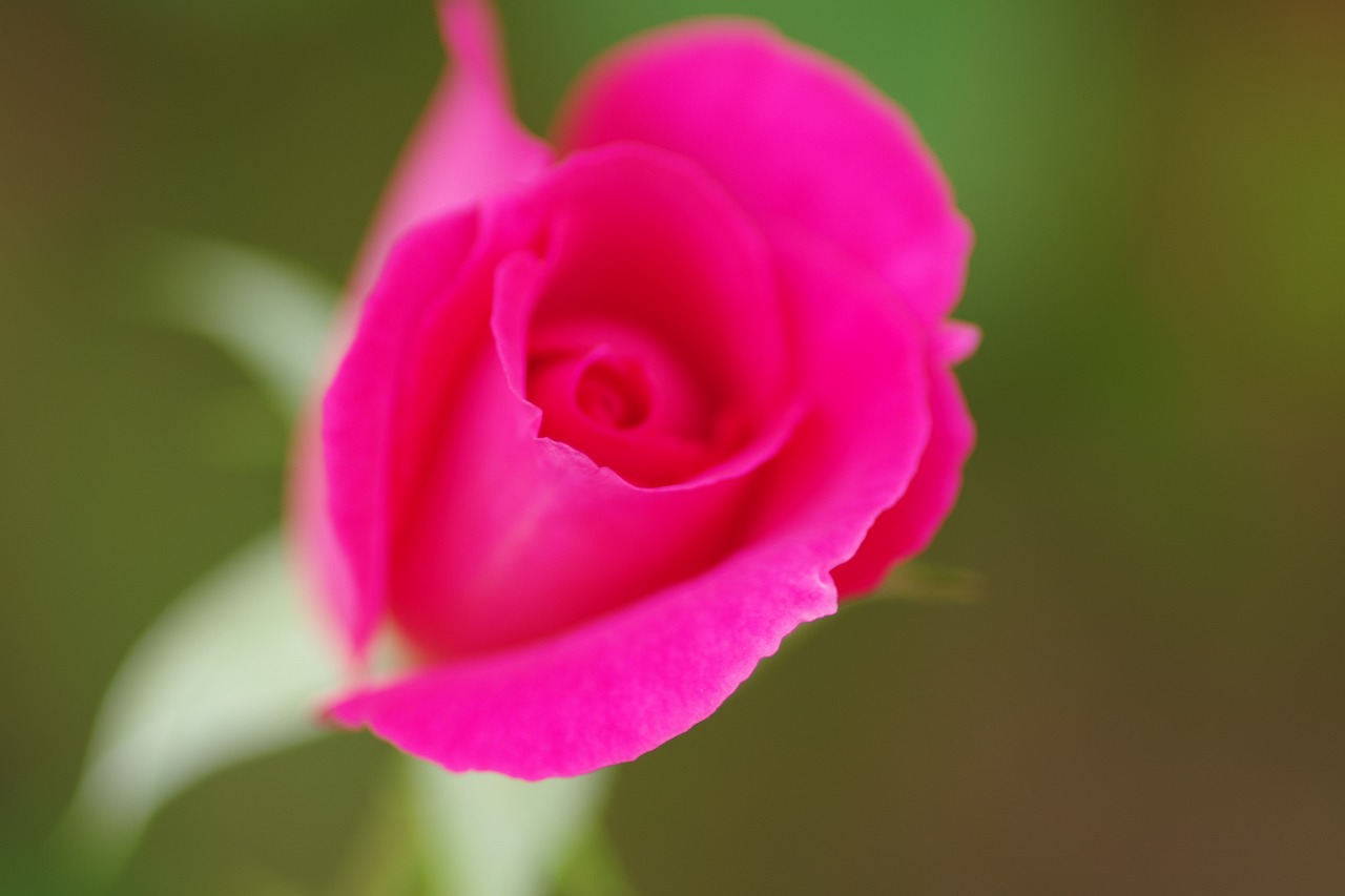 栃木県足利市のあしかがフラワーパーク