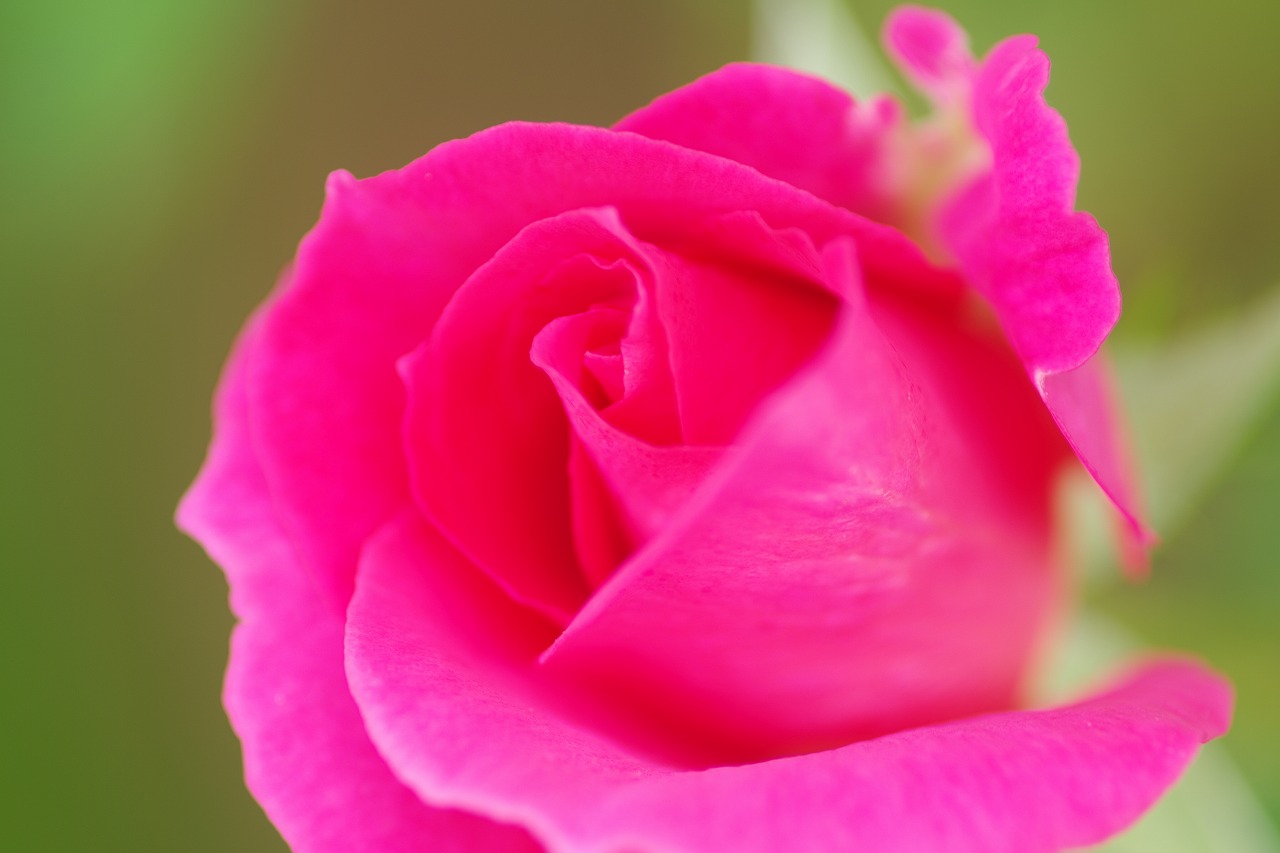 栃木県足利市のあしかがフラワーパーク