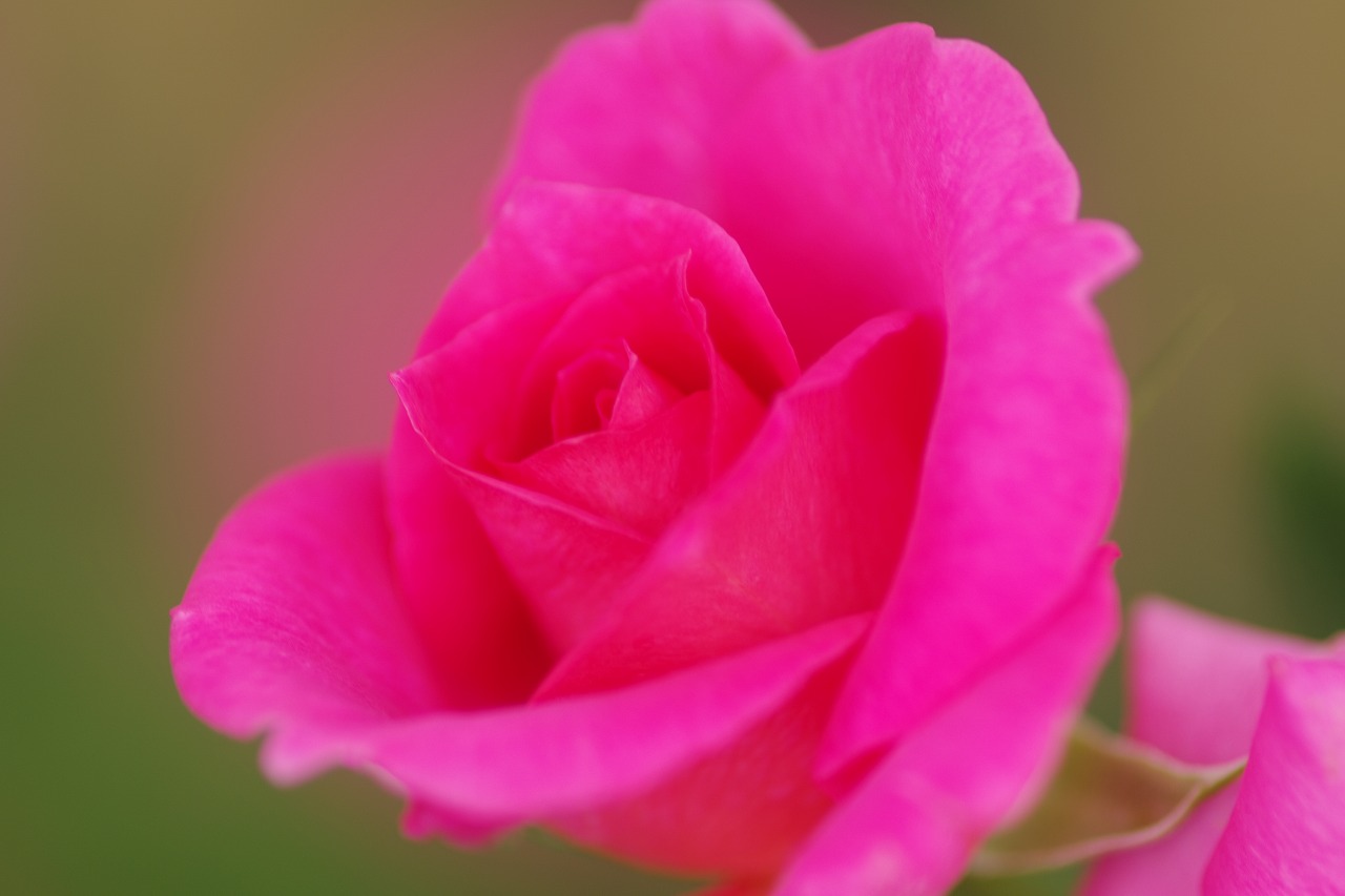 栃木県足利市のあしかがフラワーパーク