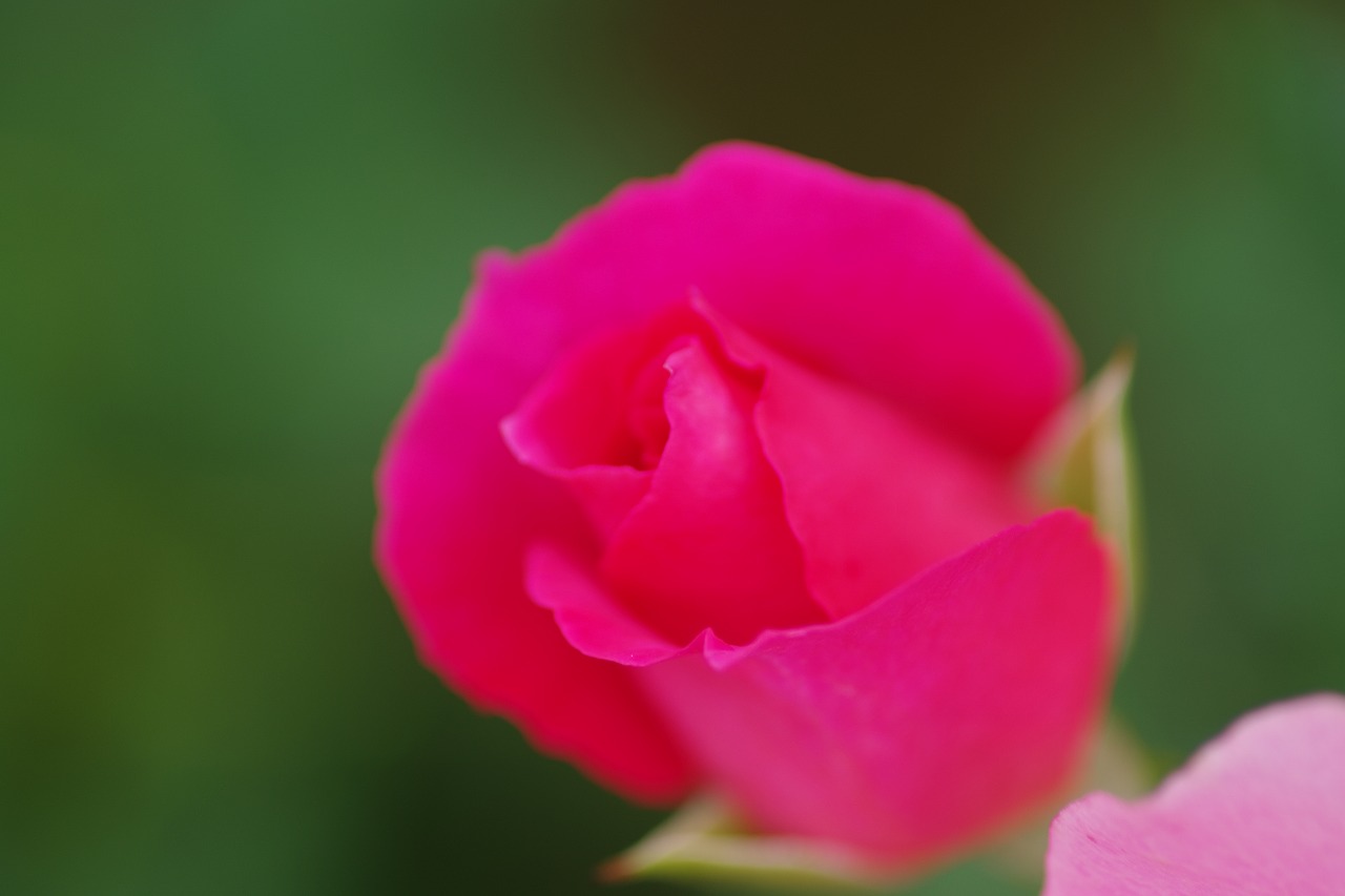 栃木県足利市のあしかがフラワーパーク