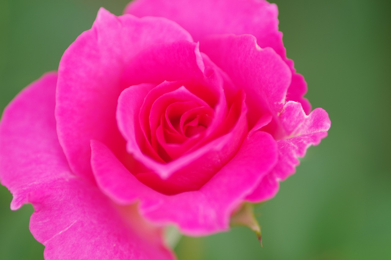 栃木県足利市のあしかがフラワーパーク