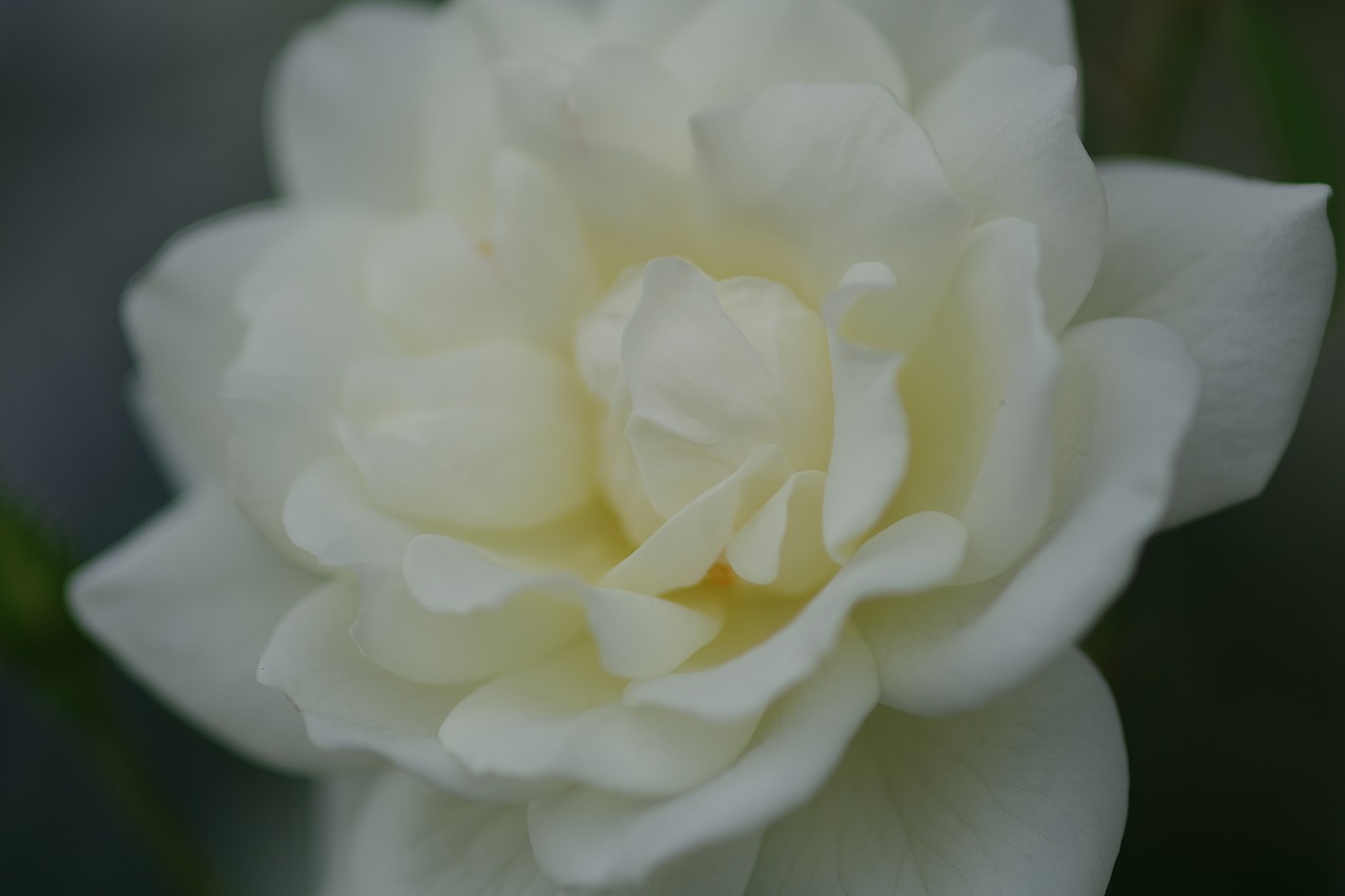 栃木県足利市のあしかがフラワーパーク