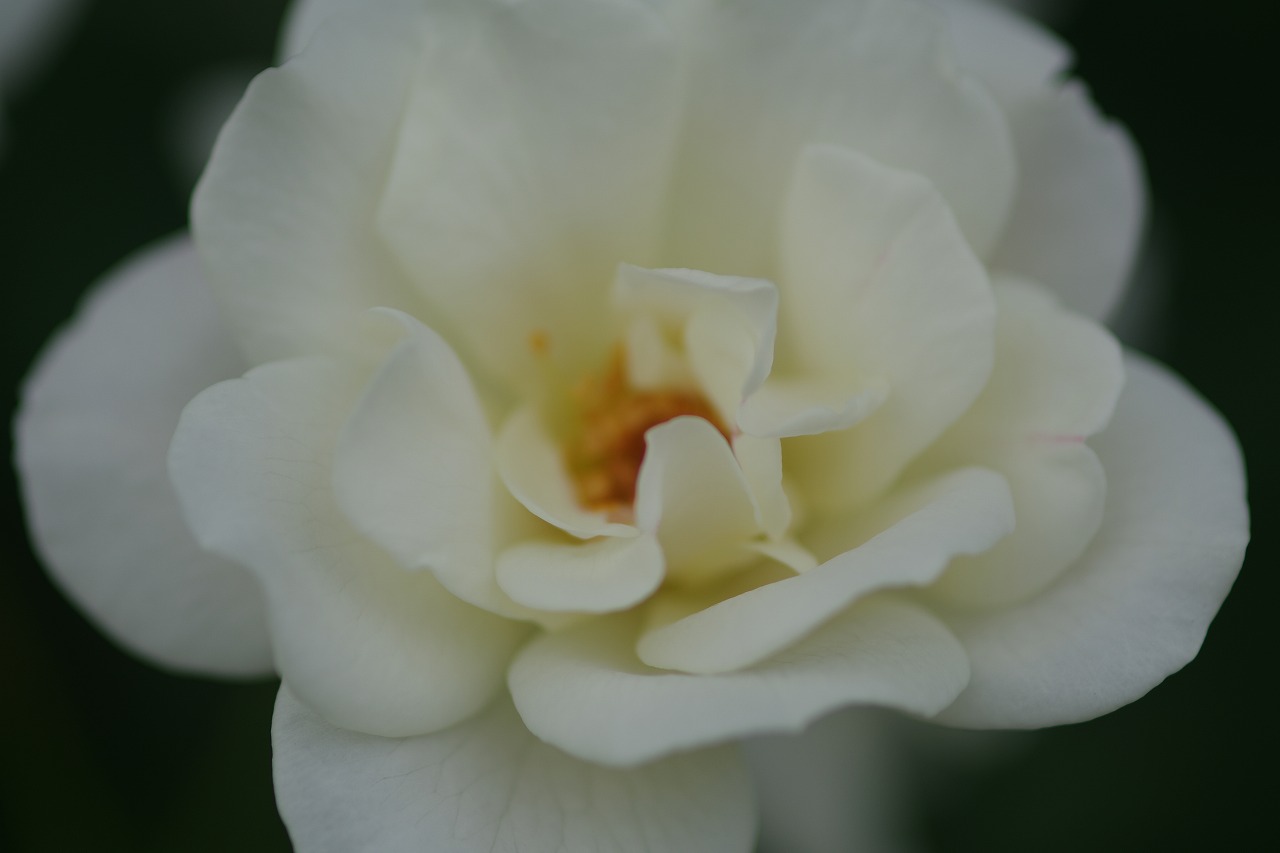 栃木県足利市のあしかがフラワーパーク