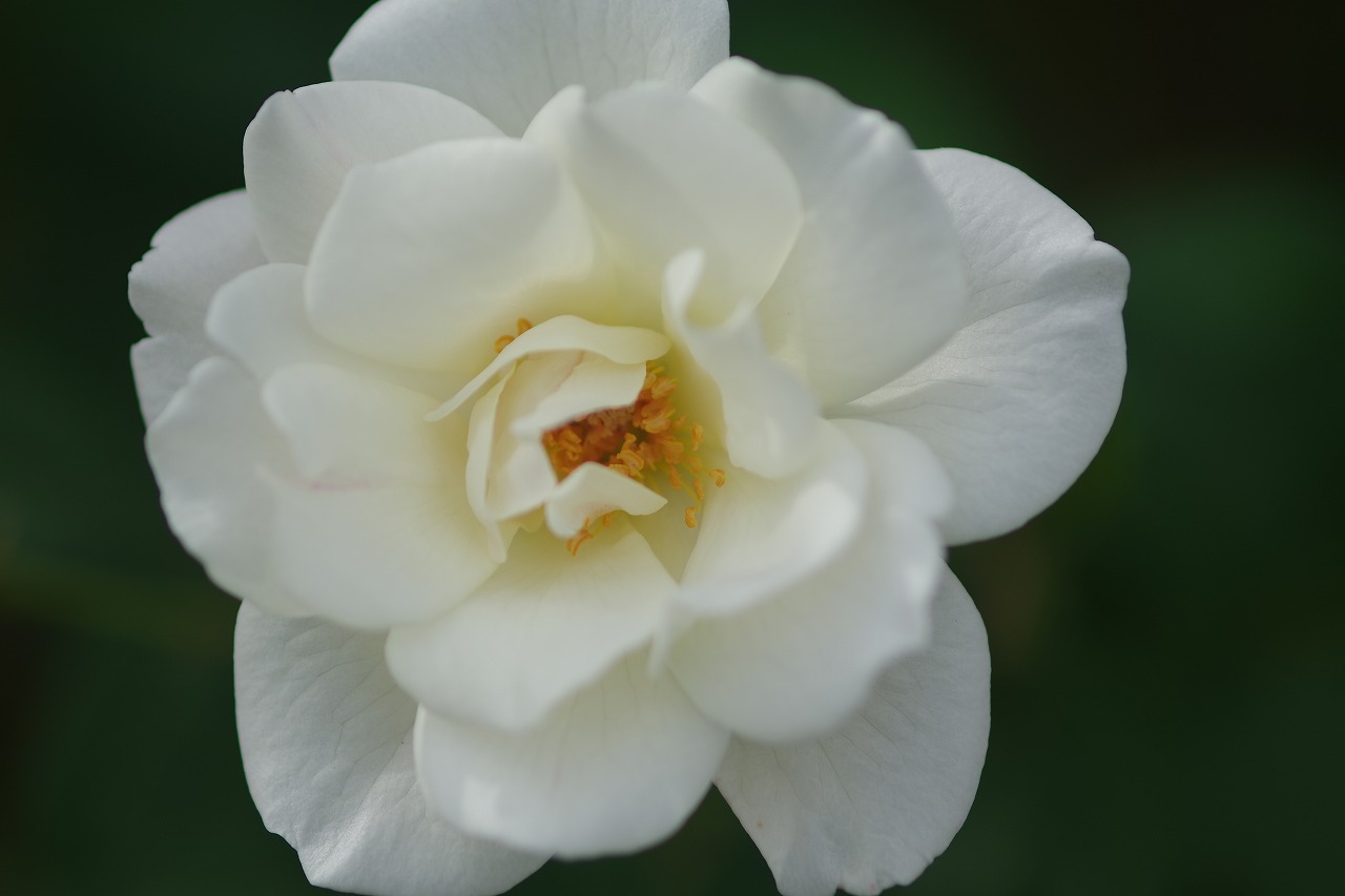 栃木県足利市のあしかがフラワーパーク