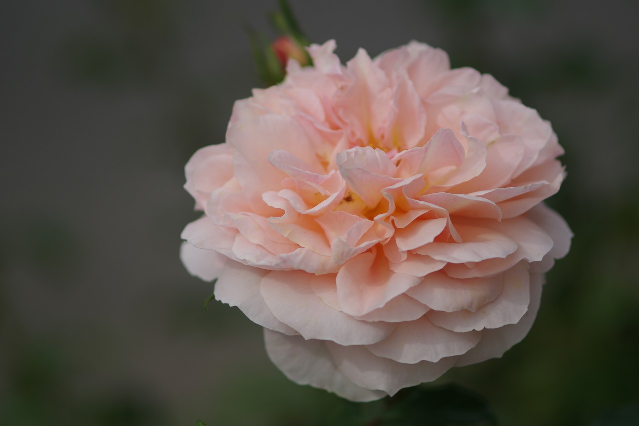 栃木県足利市のあしかがフラワーパーク