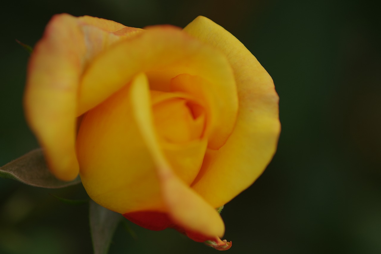 栃木県足利市のあしかがフラワーパーク