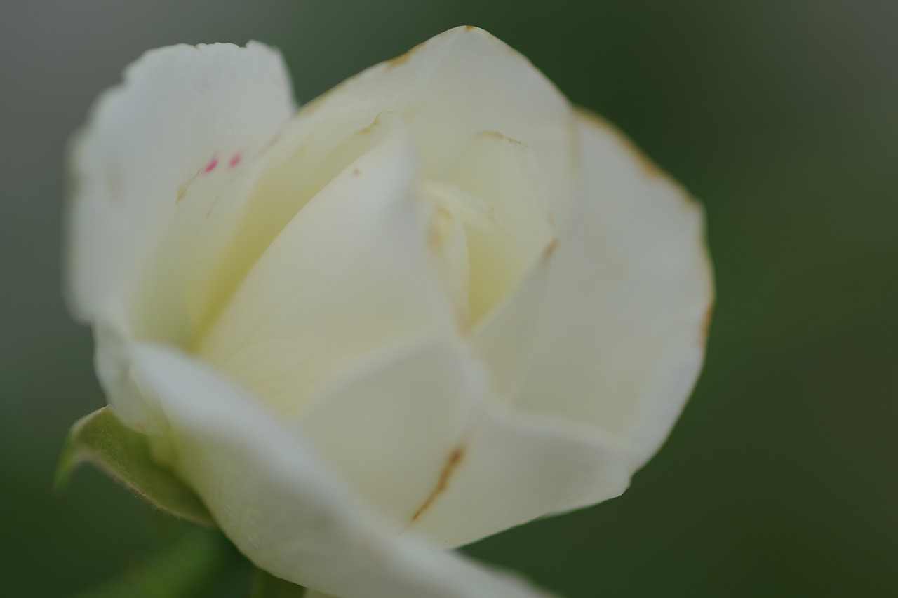 栃木県足利市のあしかがフラワーパーク