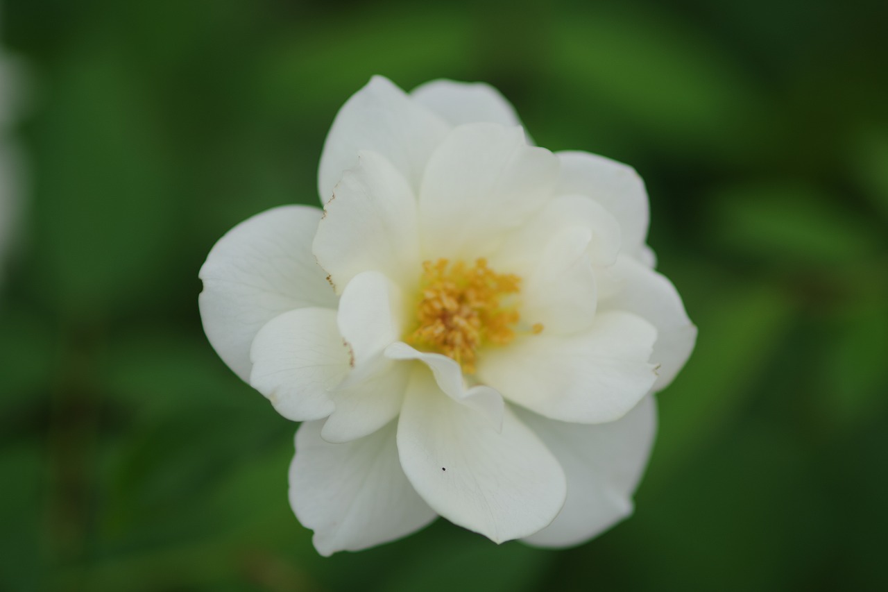 栃木県足利市のあしかがフラワーパーク