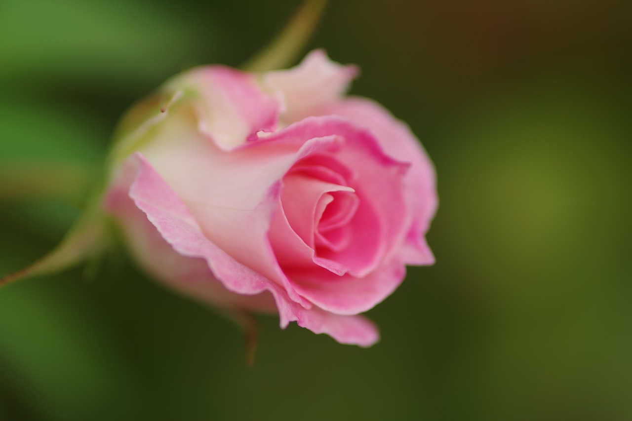 栃木県足利市のあしかがフラワーパーク