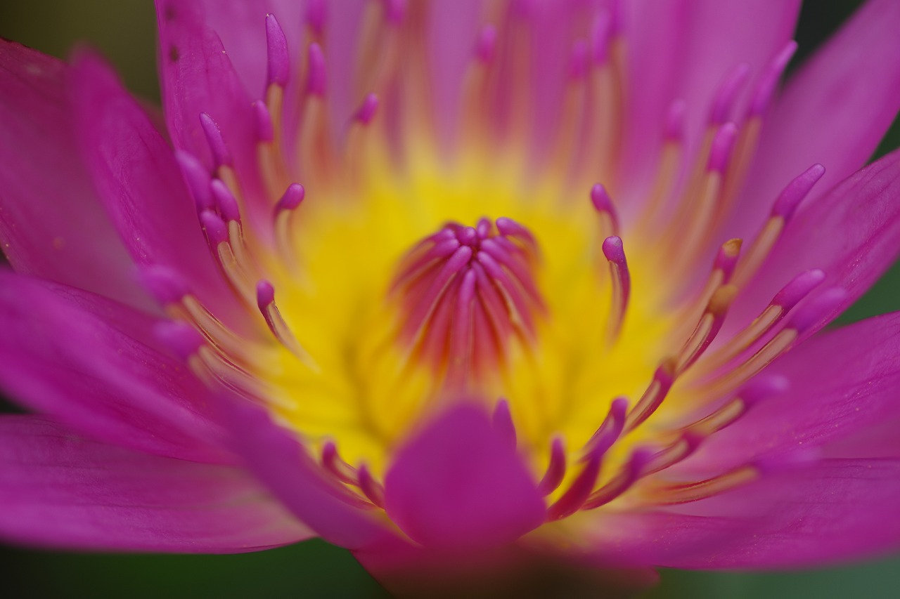 栃木県足利市のあしかがフラワーパーク