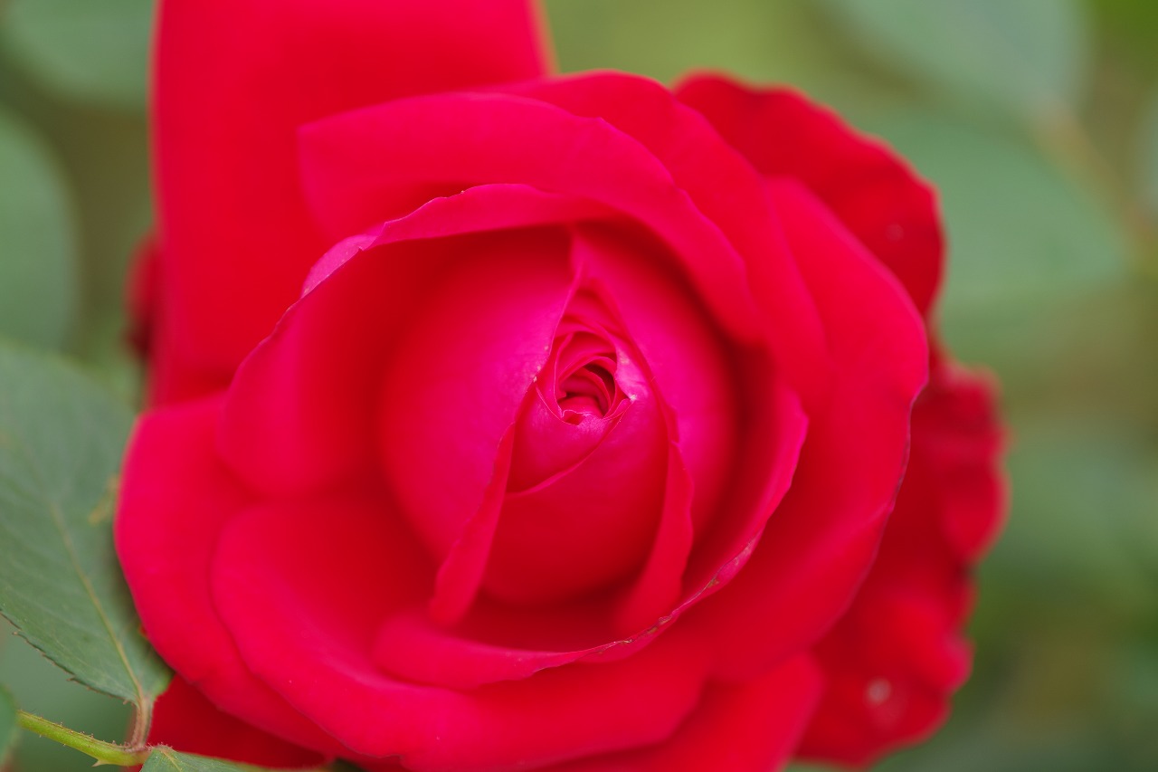 栃木県足利市のあしかがフラワーパーク