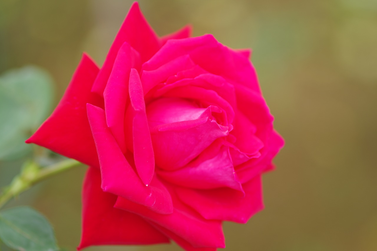 栃木県足利市のあしかがフラワーパーク