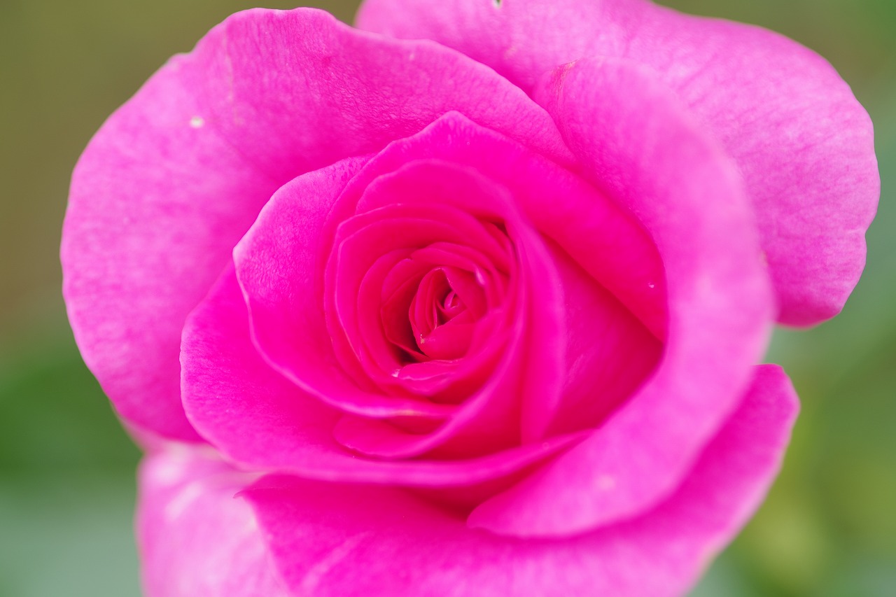 栃木県足利市のあしかがフラワーパーク