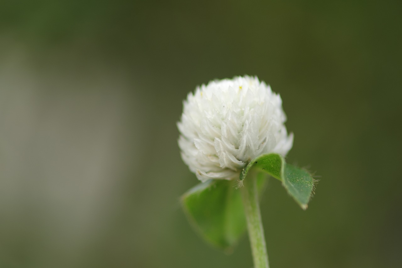 栃木県足利市のあしかがフラワーパーク