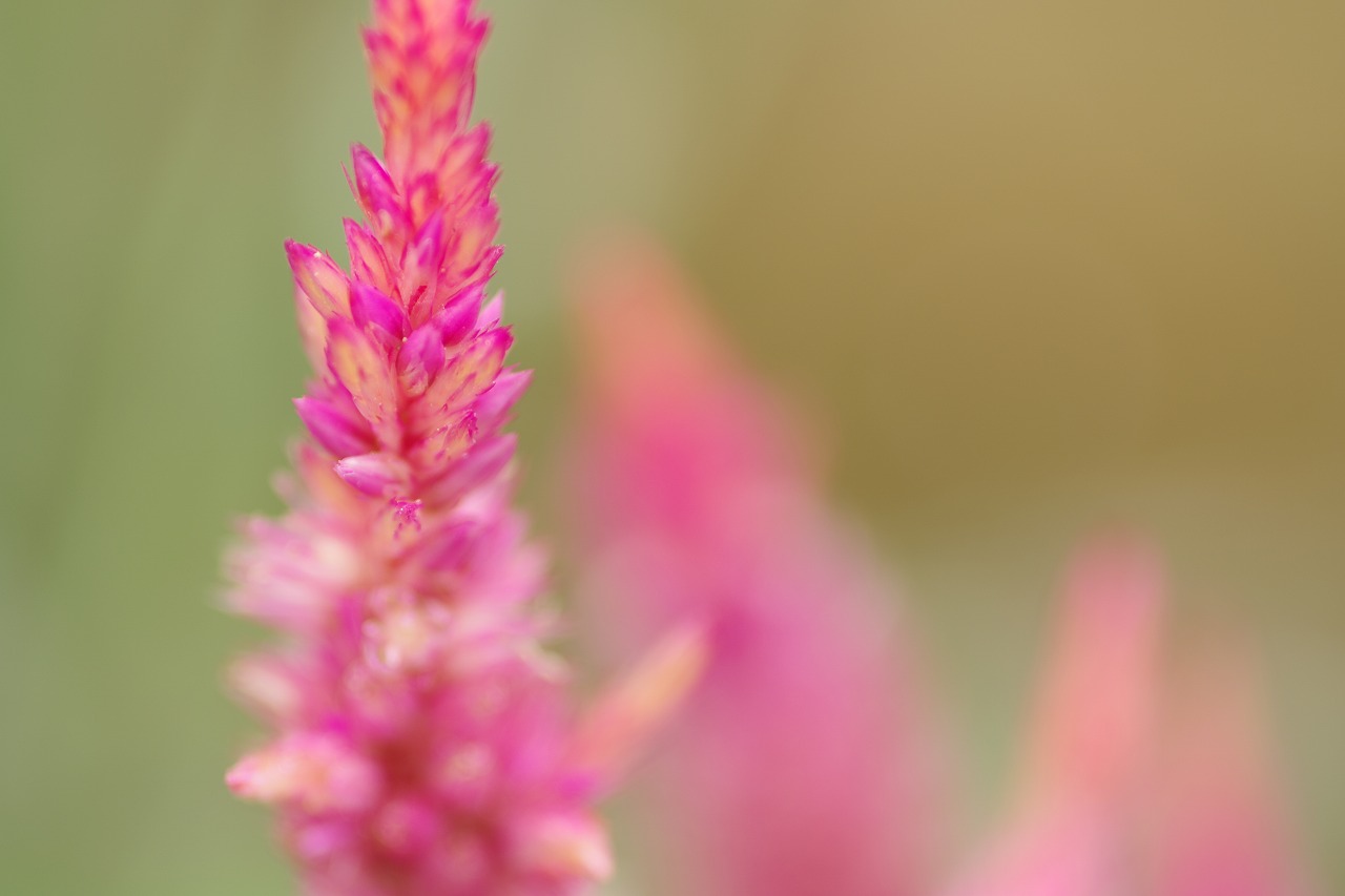 栃木県足利市のあしかがフラワーパーク