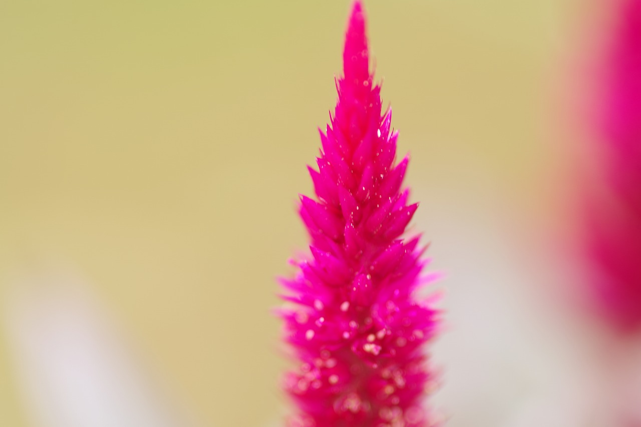 栃木県足利市のあしかがフラワーパーク