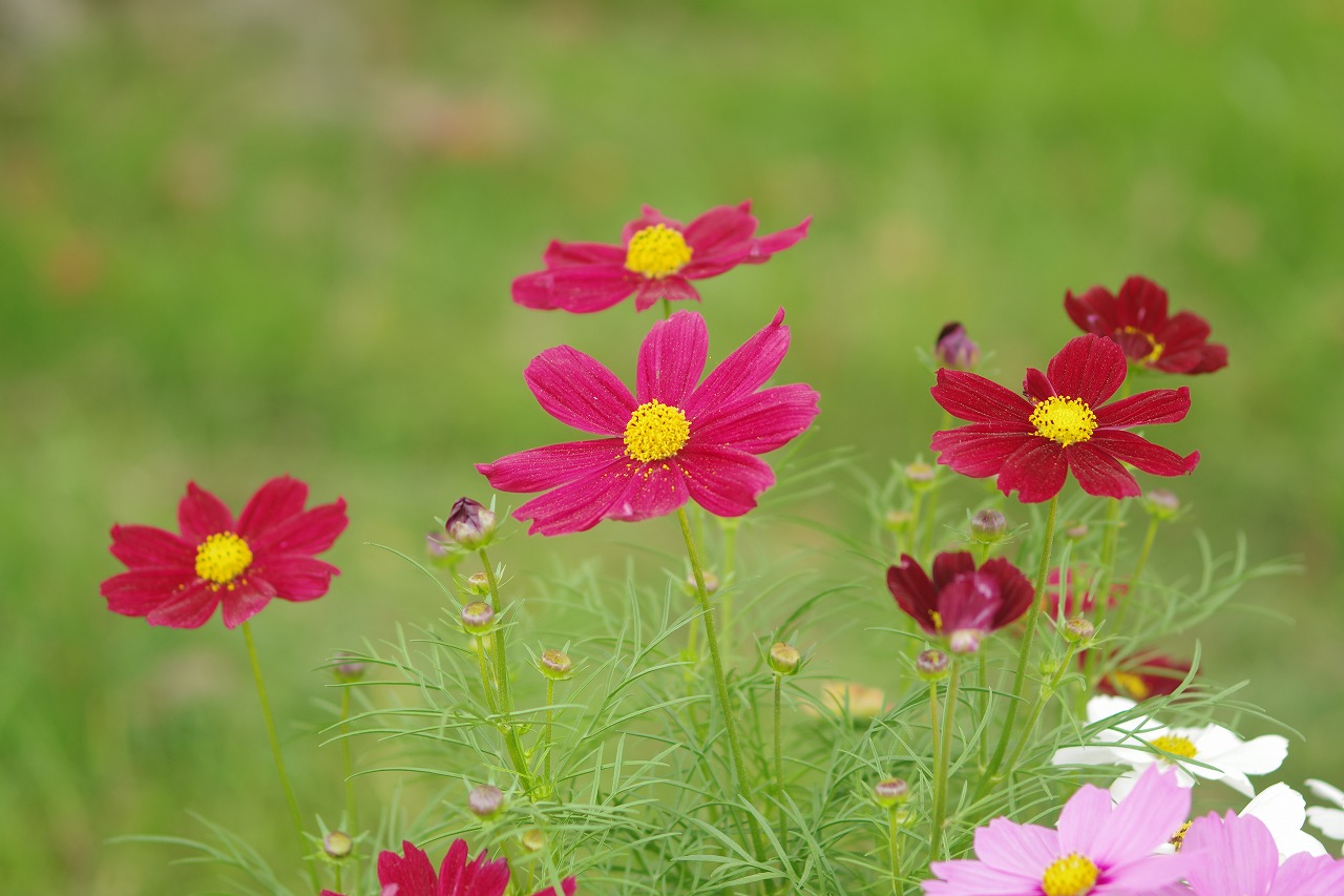 栃木県足利市のあしかがフラワーパーク