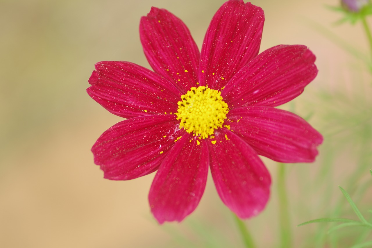 栃木県足利市のあしかがフラワーパーク
