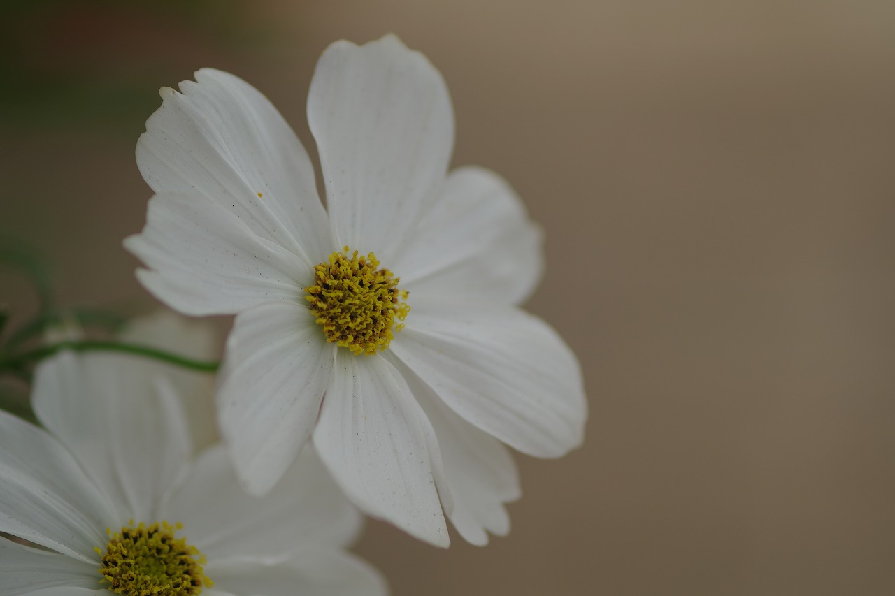 栃木県足利市のあしかがフラワーパーク